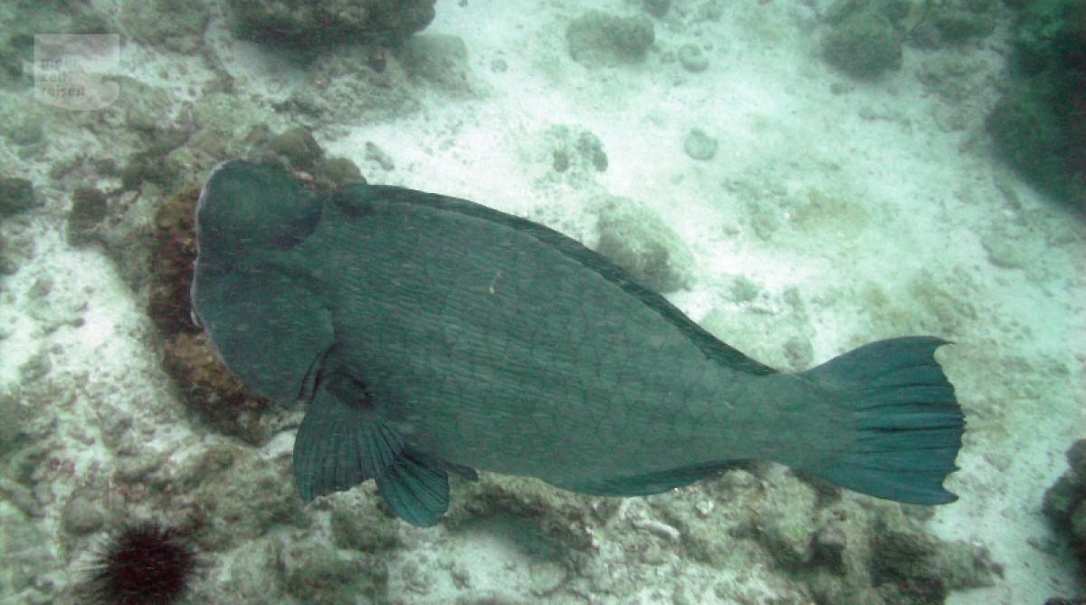 Tauchen Schnorcheln Auf Den Seychellen