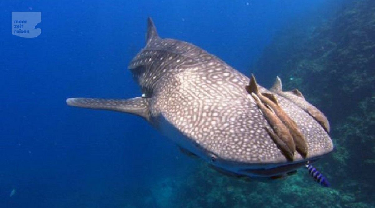 Walhaie Auf Den Seychellen