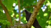 Wer bist denn Du?, Schlankschnabelnoddi, Aride Island Nature Reserve, Bootsausflug Boattrip Praslin, Seychellen