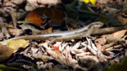 Skink, Aride Island Nature Reserve, Bootsausflug Boattrip Praslin, Seychellen