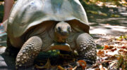 Riesenschildkröte, Aride Island Nature Reserve, Bootsausflug Boattrip Praslin, Seychellen