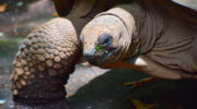 Giant Tortoise, Aride Island Nature Reserve, Bootsausflug Boattrip Praslin, Seychellen