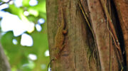 Bronzegecko, Aride Island Nature Reserve, Bootsausflug Boattrip Praslin, Seychellen