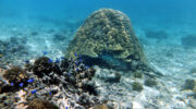 Bootsausflug mit Schnorcheln und Barbecue nach Thérèse und Conception Island, Mahé, Seychellen