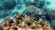 Bootsausflug mit Schnorcheln und Barbecue nach Thérèse und Conception Island, Mahé, Seychellen