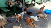 mister Olaf zu Besuch bei Pet Haven Society Seychelles